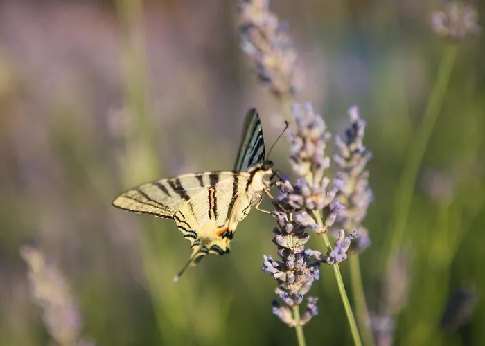 Villa Piedra Seget - A Hidden Paradise *